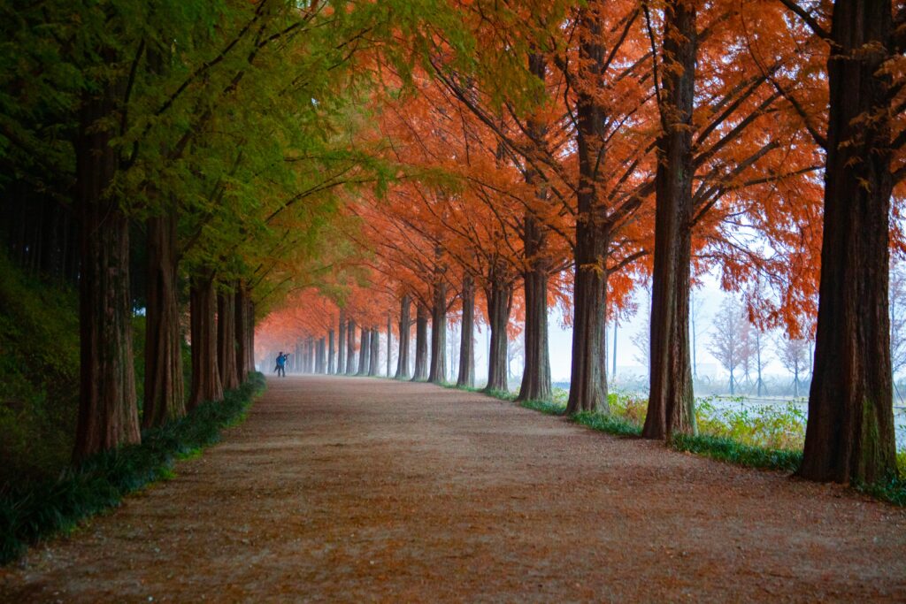 A tranquil outdoor walkway lined with vibrant autumn foliage, creating a peaceful and picturesque autumn scene.