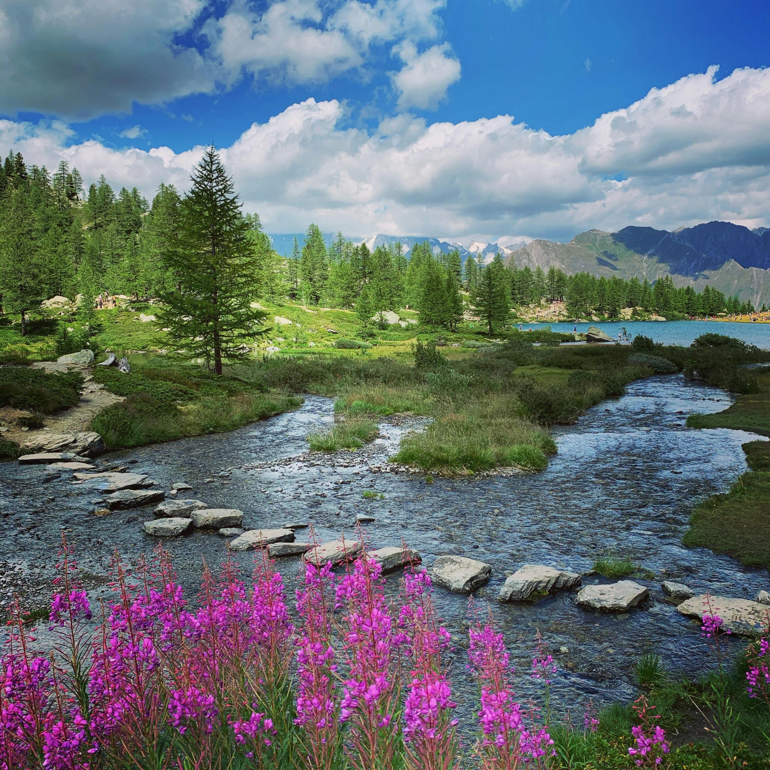 Breathtaking view of alpine scenery with vibrant flowers and a flowing river in Aosta, Italy.